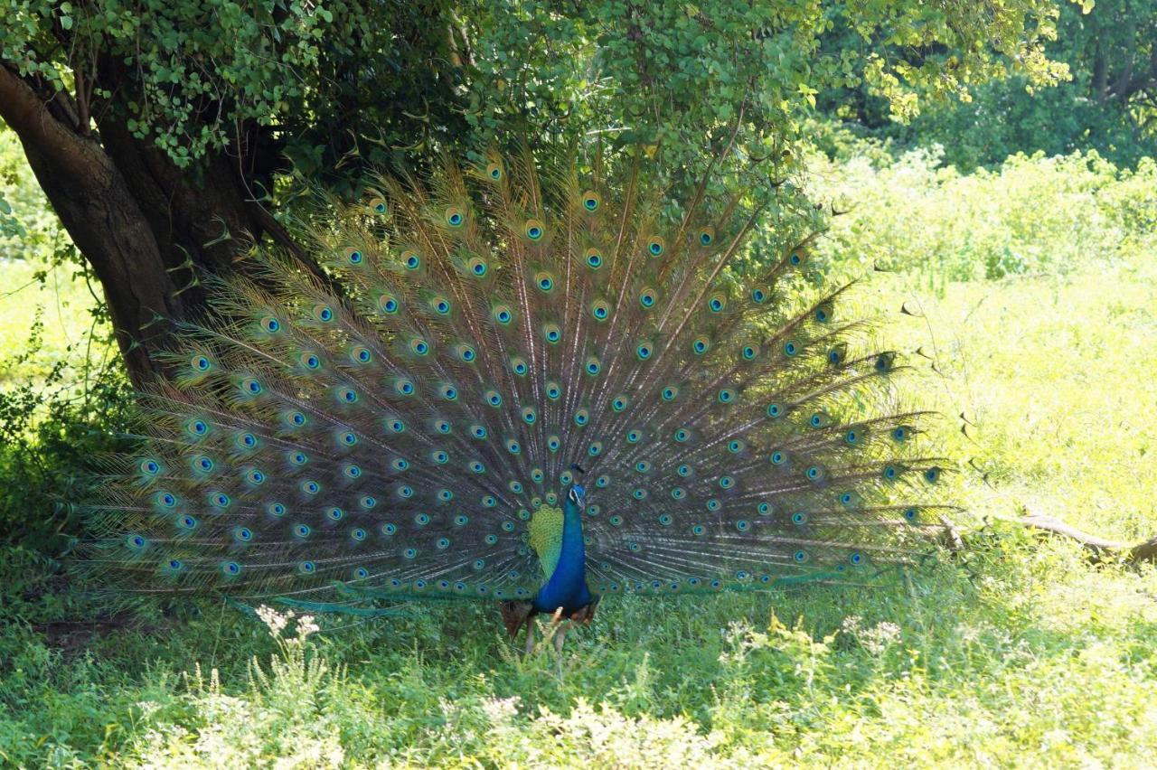 אודוואלאווה Peacock Riverside מראה חיצוני תמונה