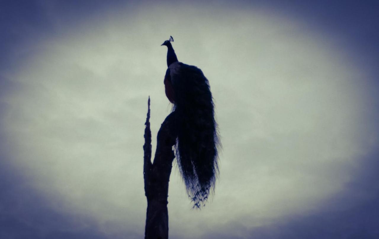 אודוואלאווה Peacock Riverside מראה חיצוני תמונה