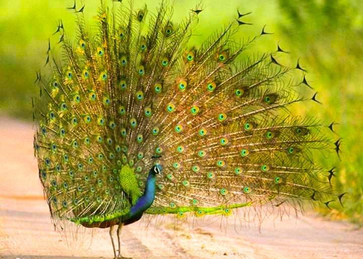 אודוואלאווה Peacock Riverside מראה חיצוני תמונה